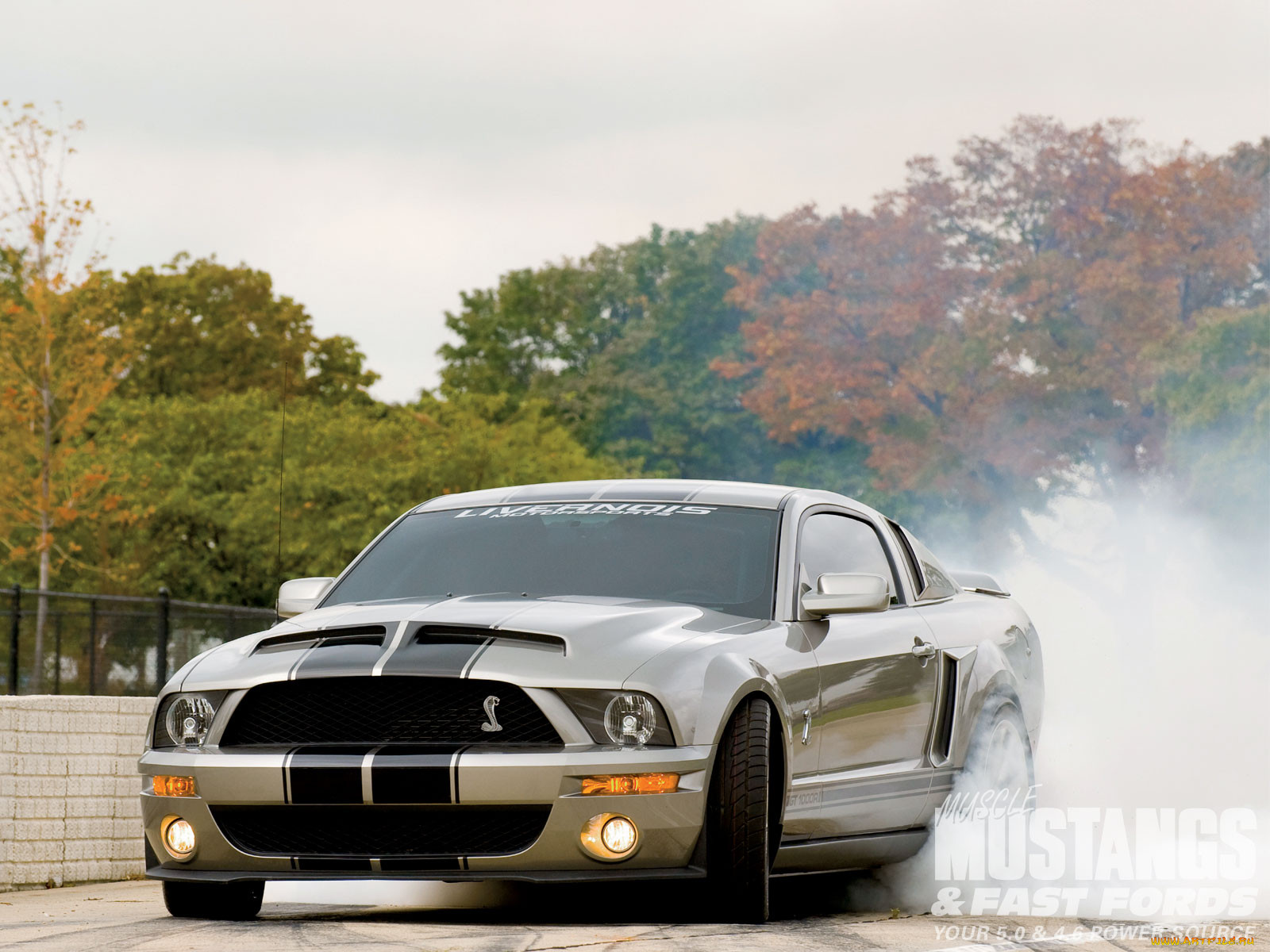 , mustang